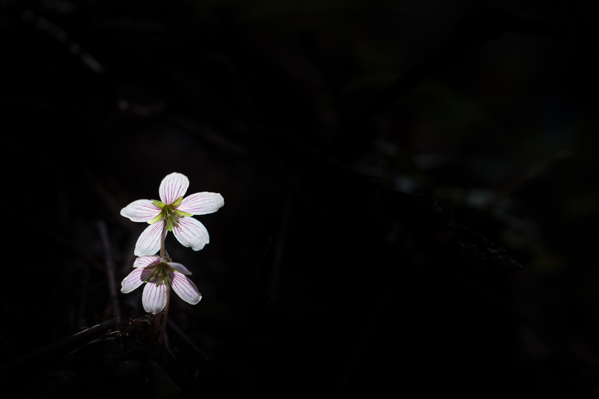 DSC08952.jpg