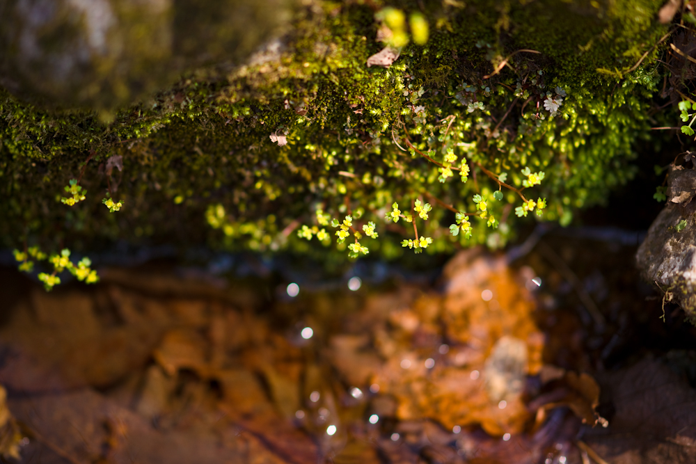 DSC03700-1.jpg