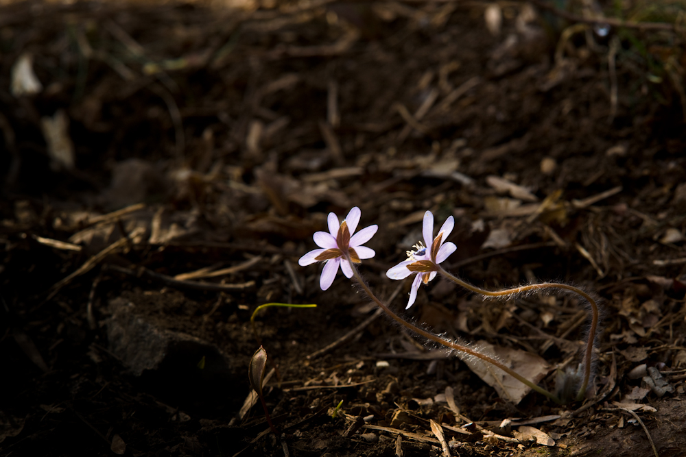 DSC03664-1.jpg