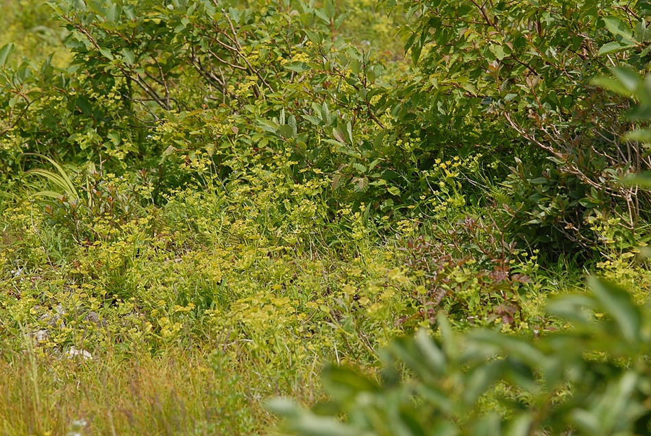 Bupleurum euphorbioides3.JPG