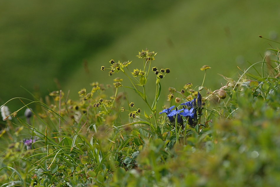 Bupleurum euphorbioides2.JPG