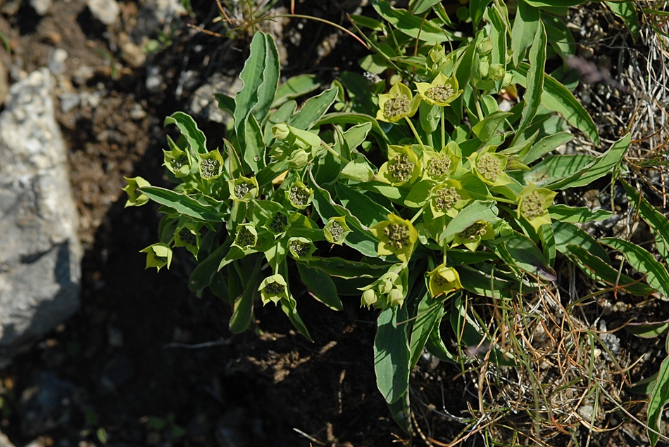 Bupleurum euphorbioides1.JPG