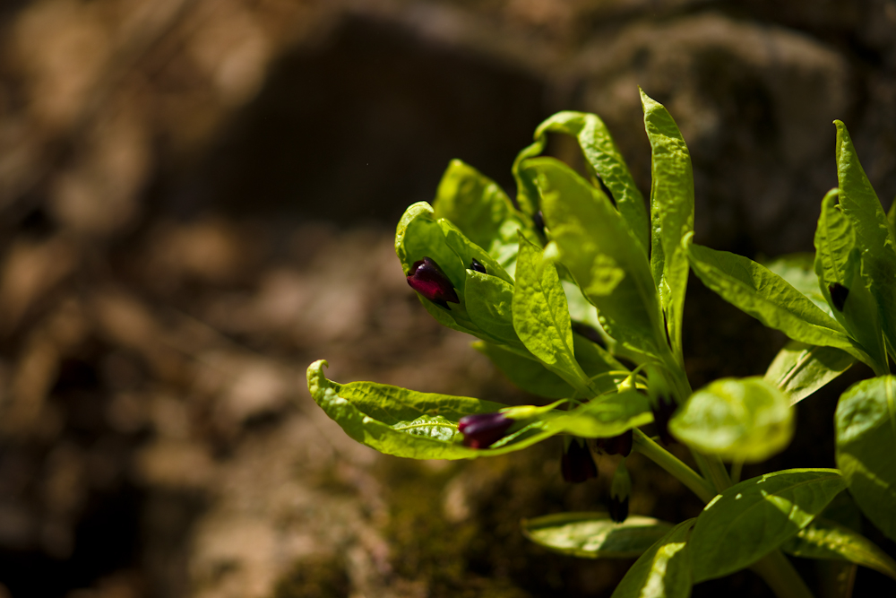 DSC03688-1.jpg