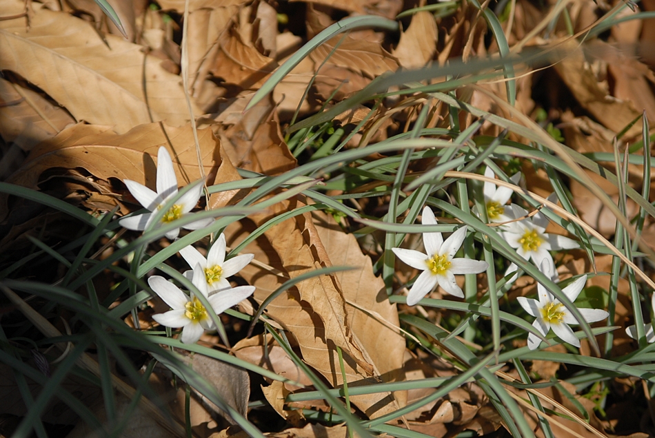 Tulipa edulis2.JPG