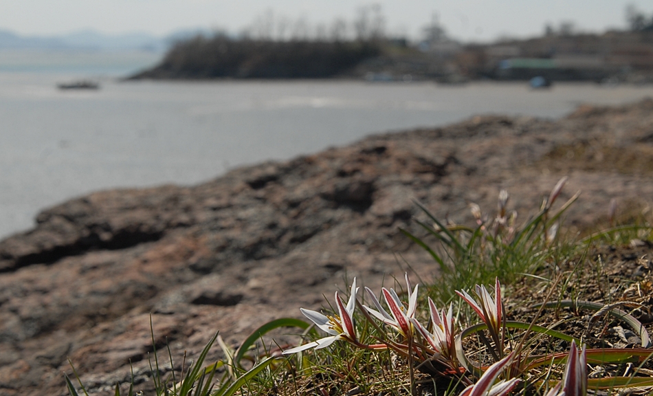 Tulipa edulis1.JPG