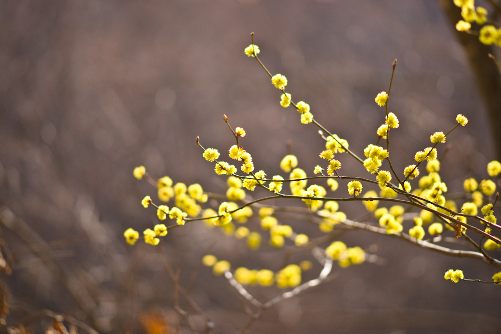 DSC03718-1.jpg