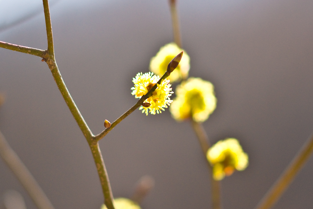 DSC03721-1.jpg
