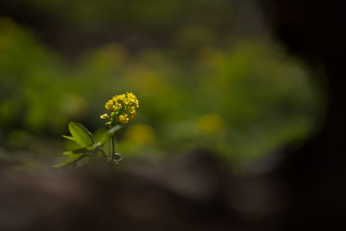 DSC08937.jpg