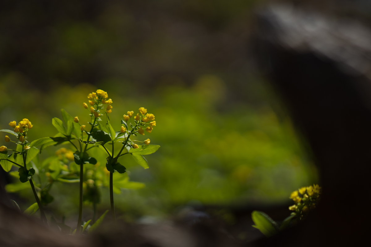 DSC08939.jpg