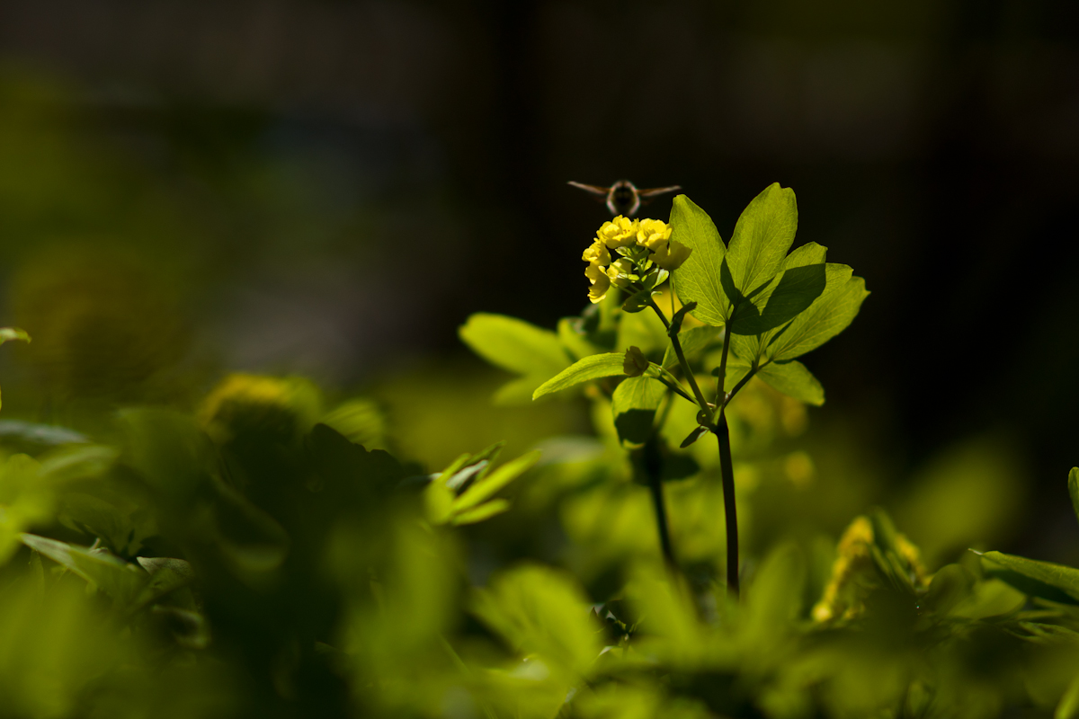 DSC03314.jpg