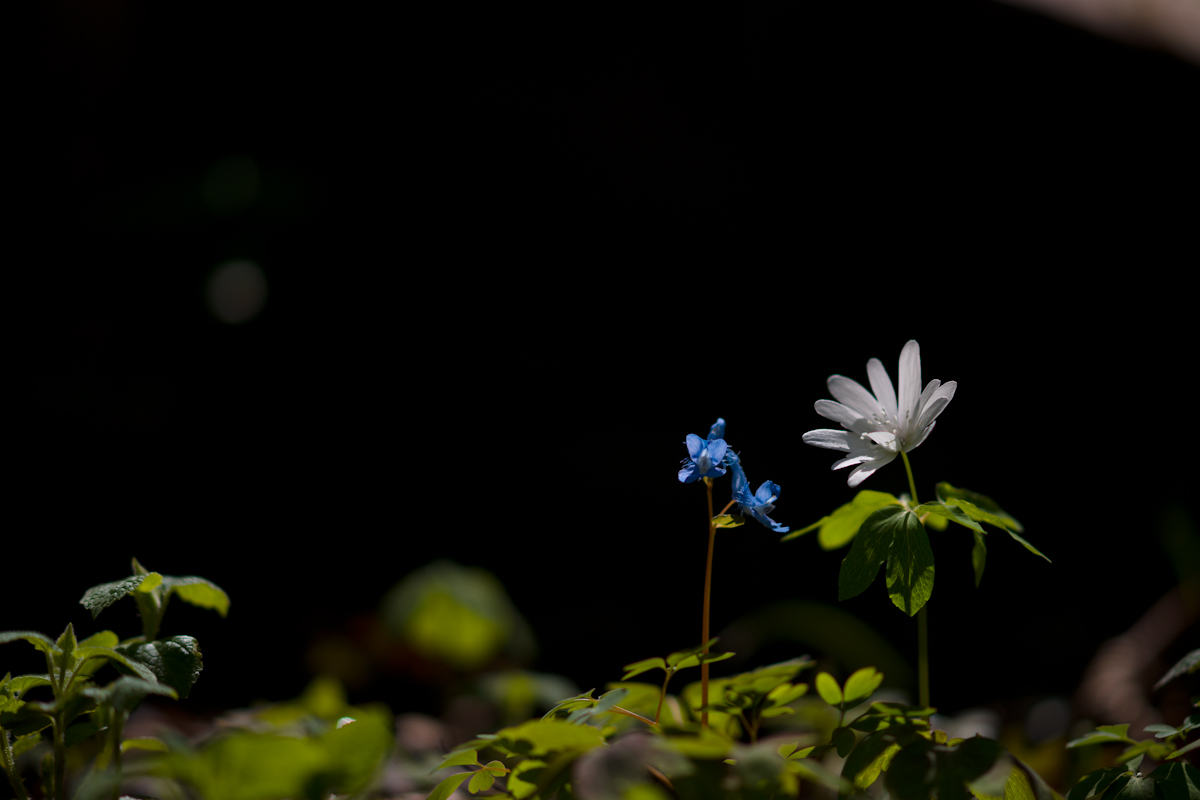 DSC03305.jpg
