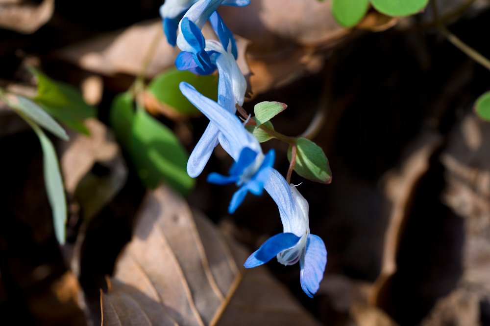 DSC03511-1.jpg