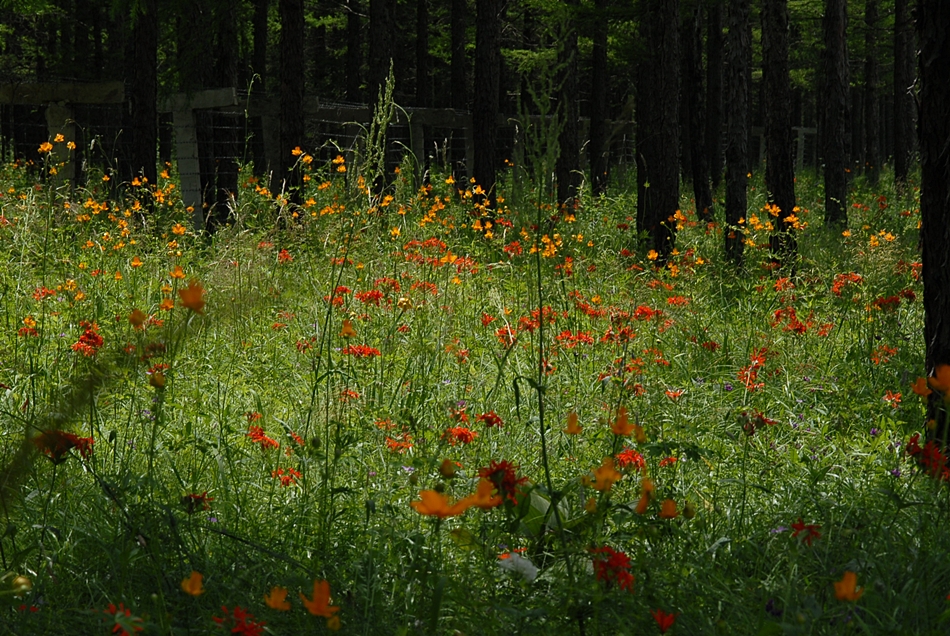 Lychnis fulgens4.JPG