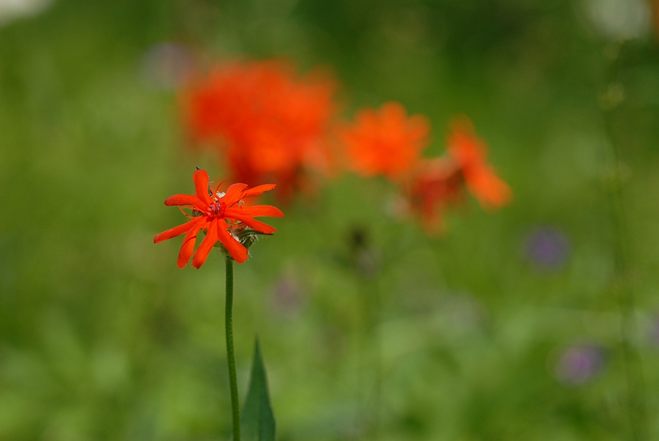 Lychnis fulgens3.JPG