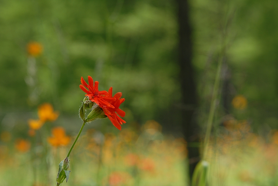 Lychnis fulgens2.JPG