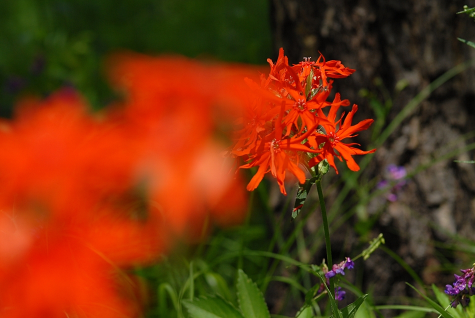 Lychnis fulgens1.JPG