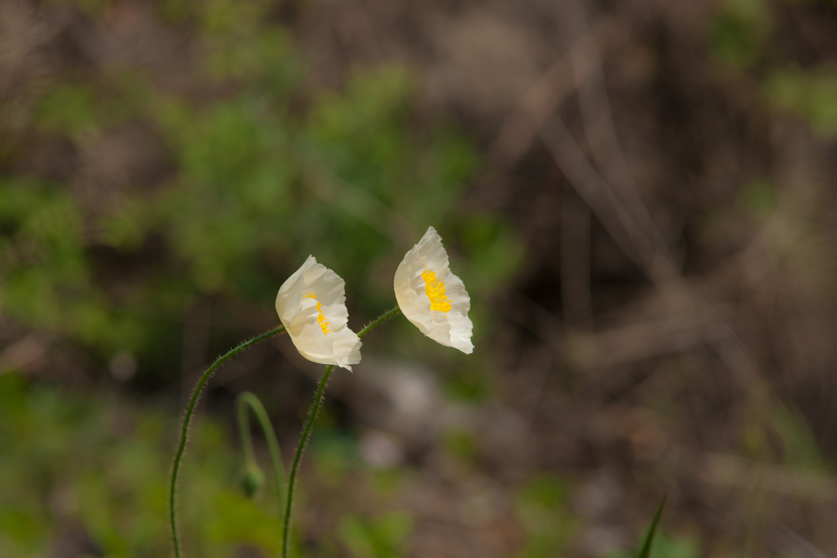 DSC08536.jpg