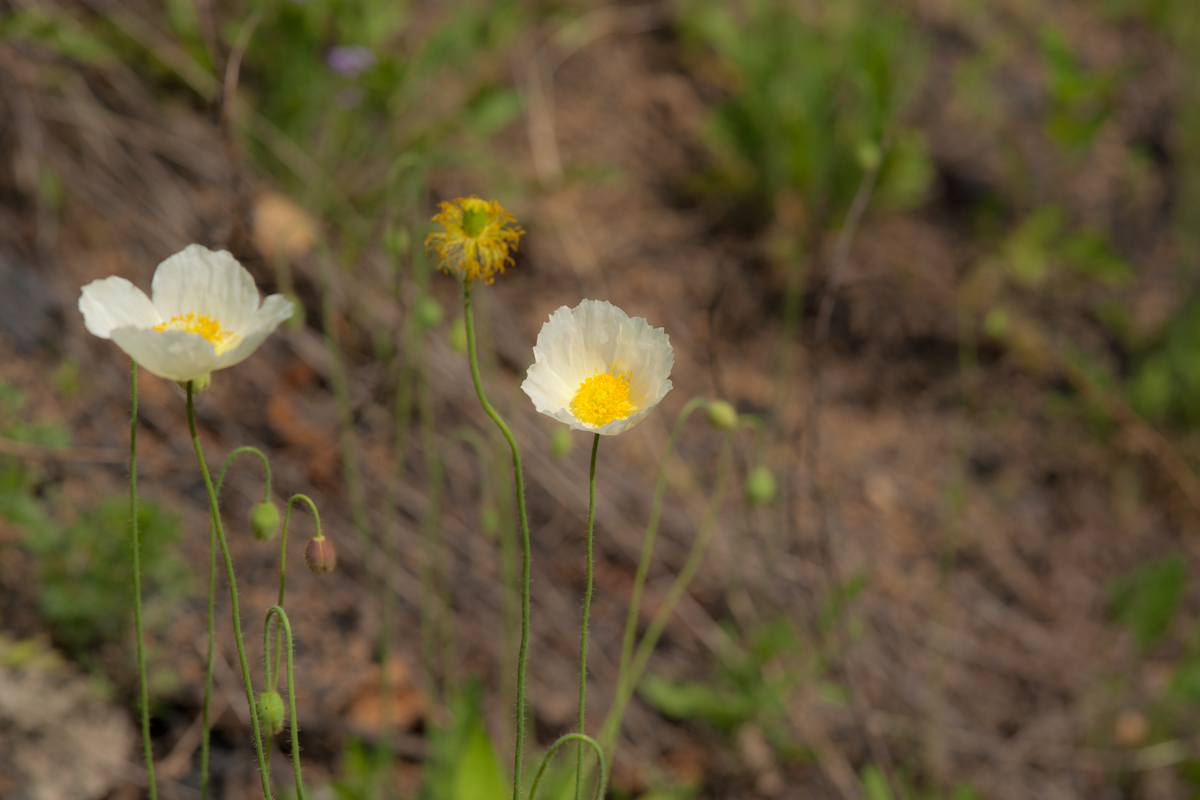 DSC08540.jpg
