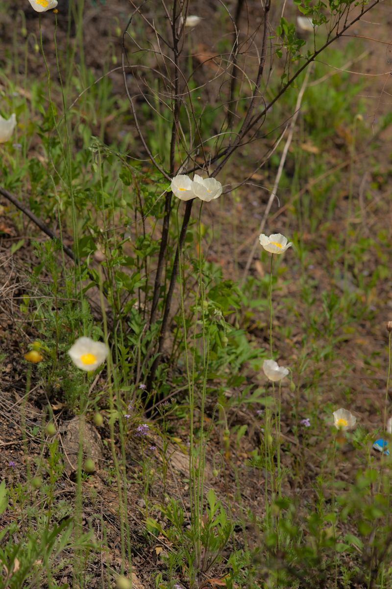 DSC08543.jpg