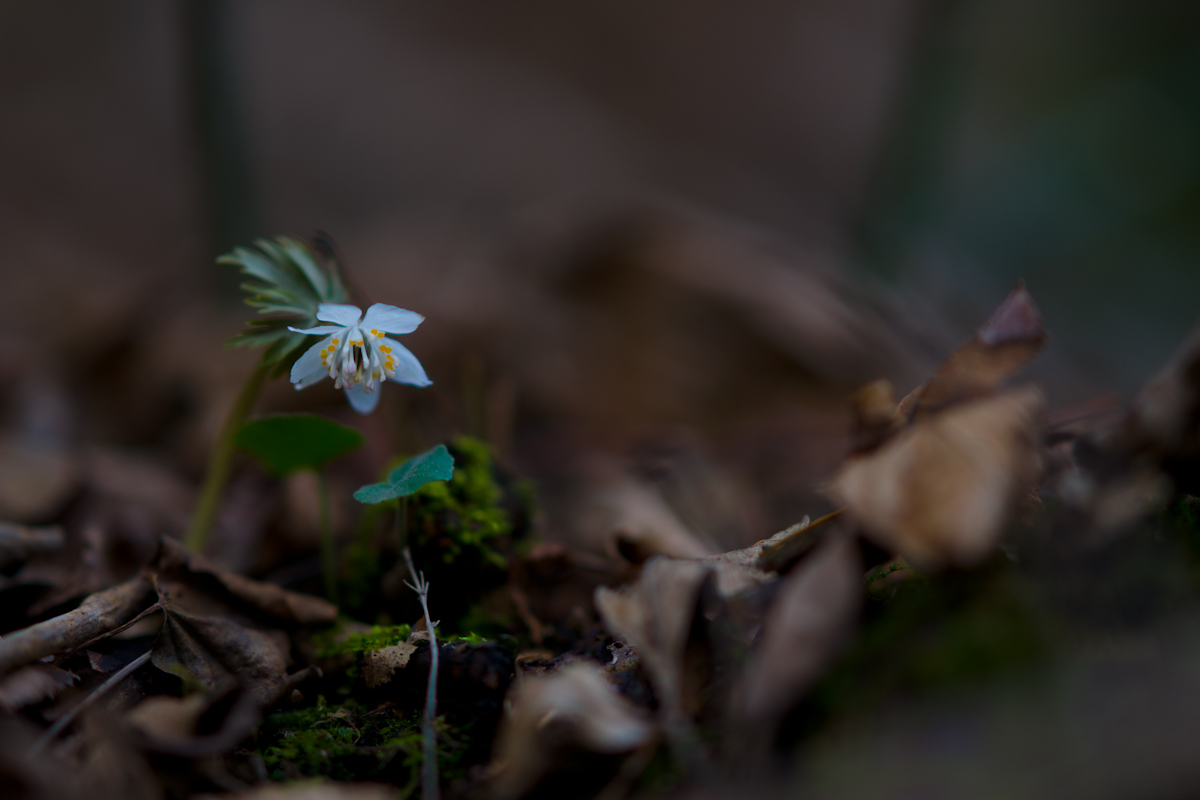 DSC01606.jpg