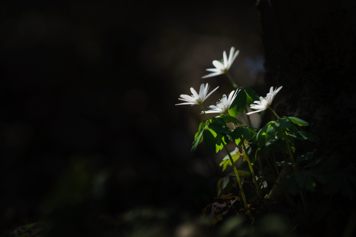 DSC05155.jpg