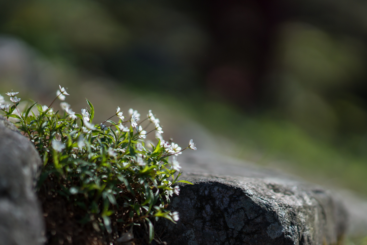 DSC09054.jpg