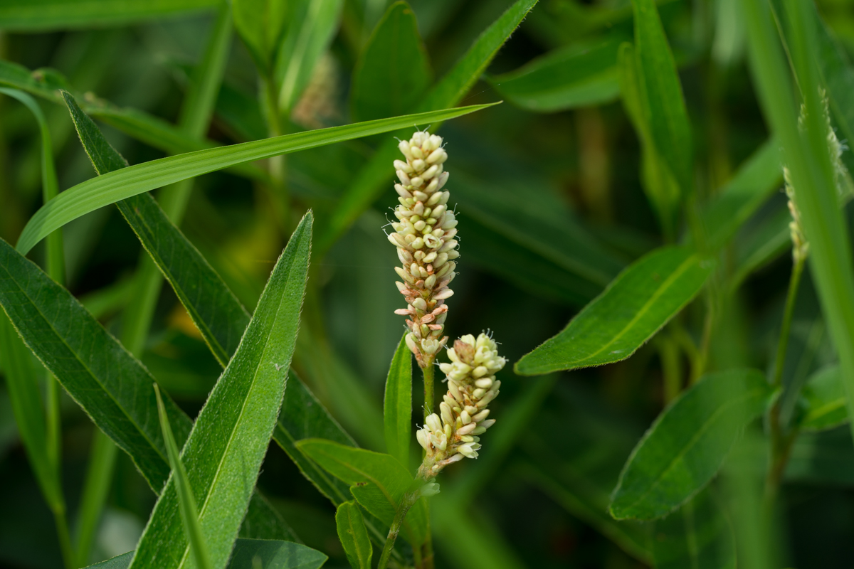 DSC01360.jpg
