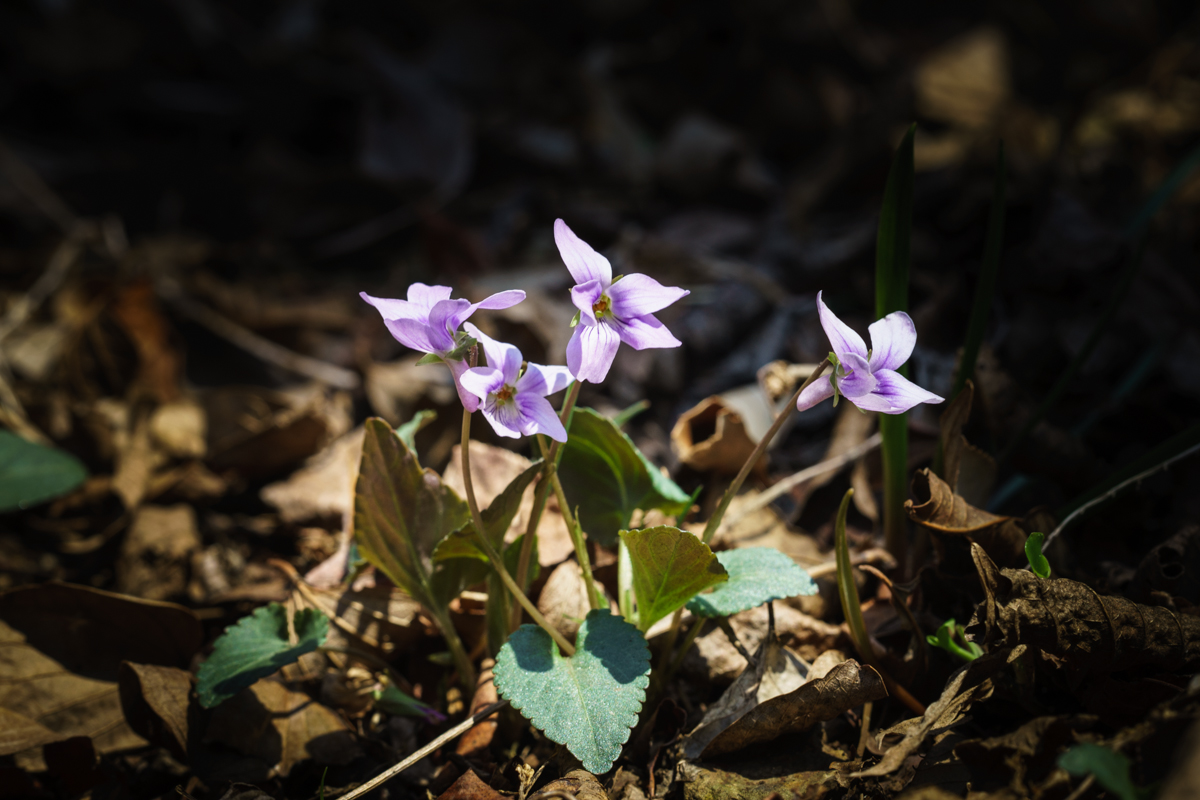 DSC05029.jpg