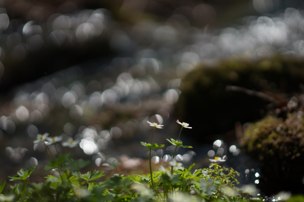 DSC08982.jpg