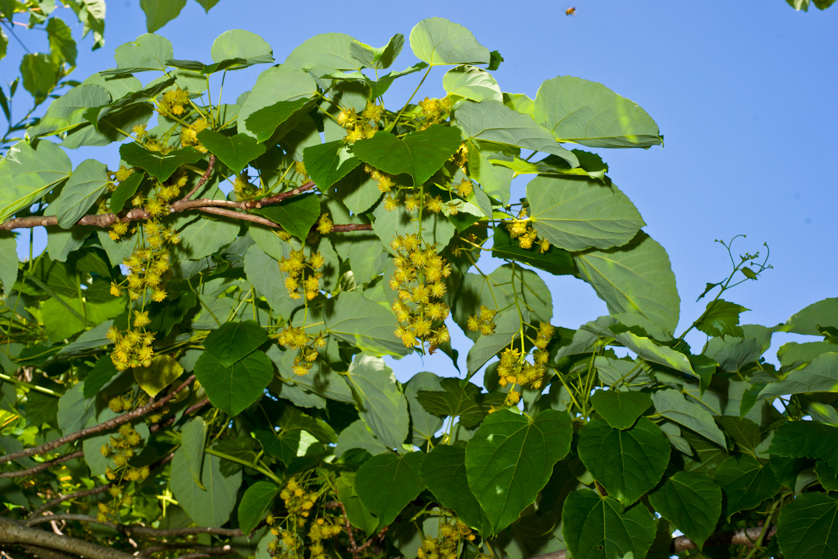 DSC04716.jpg