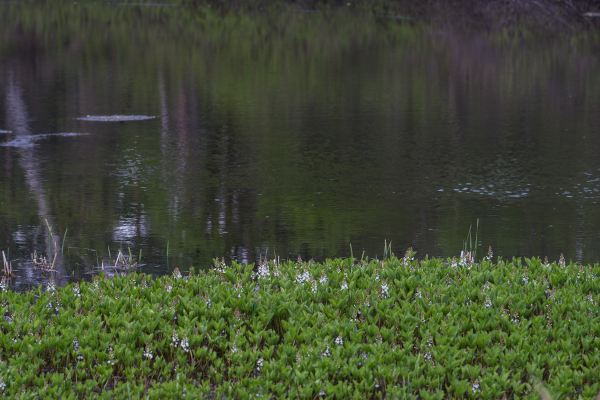 DSC09110.jpg