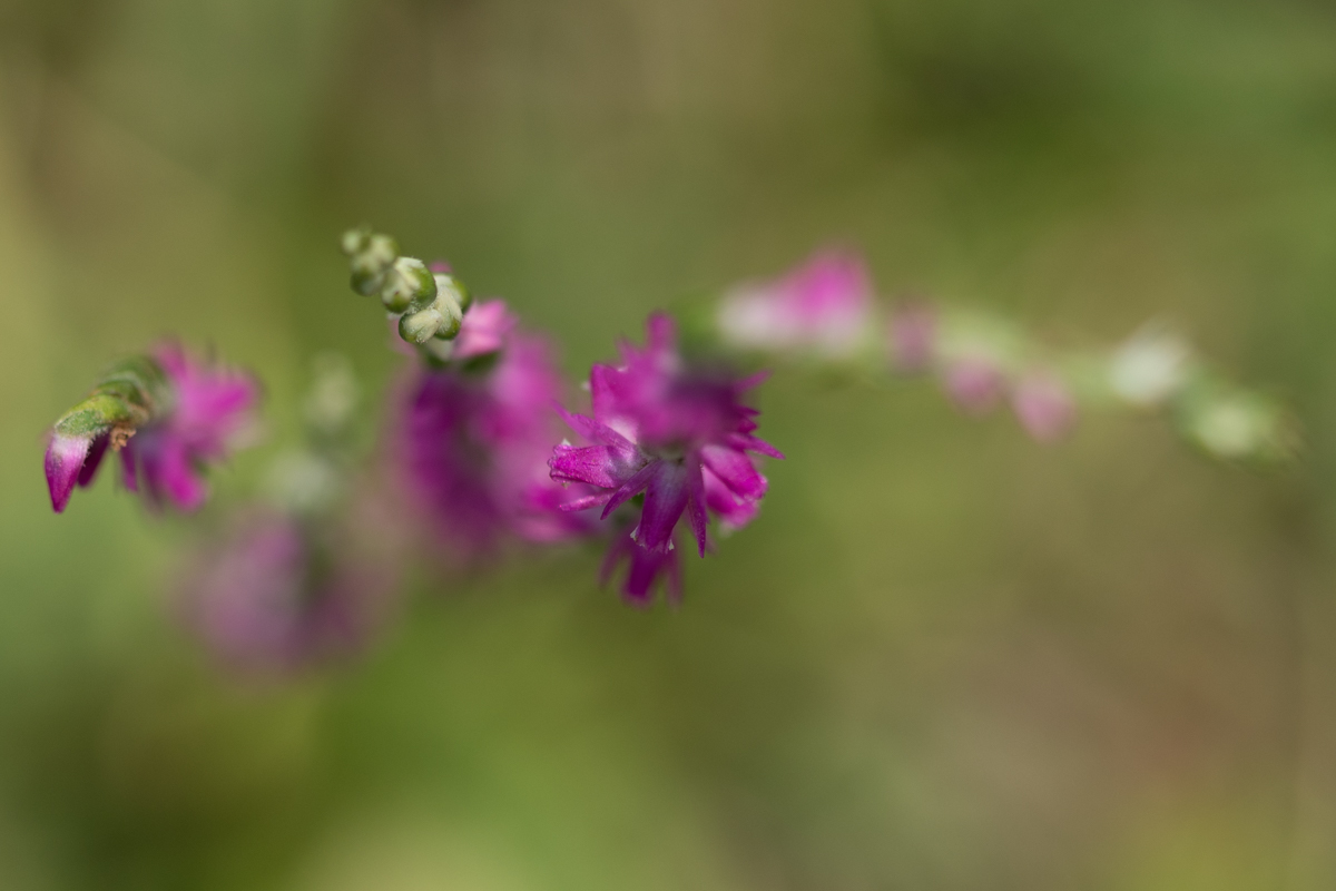DSC01641.jpg