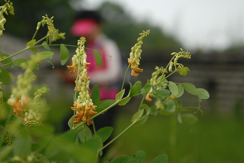 Lathyrus davidii1.JPG