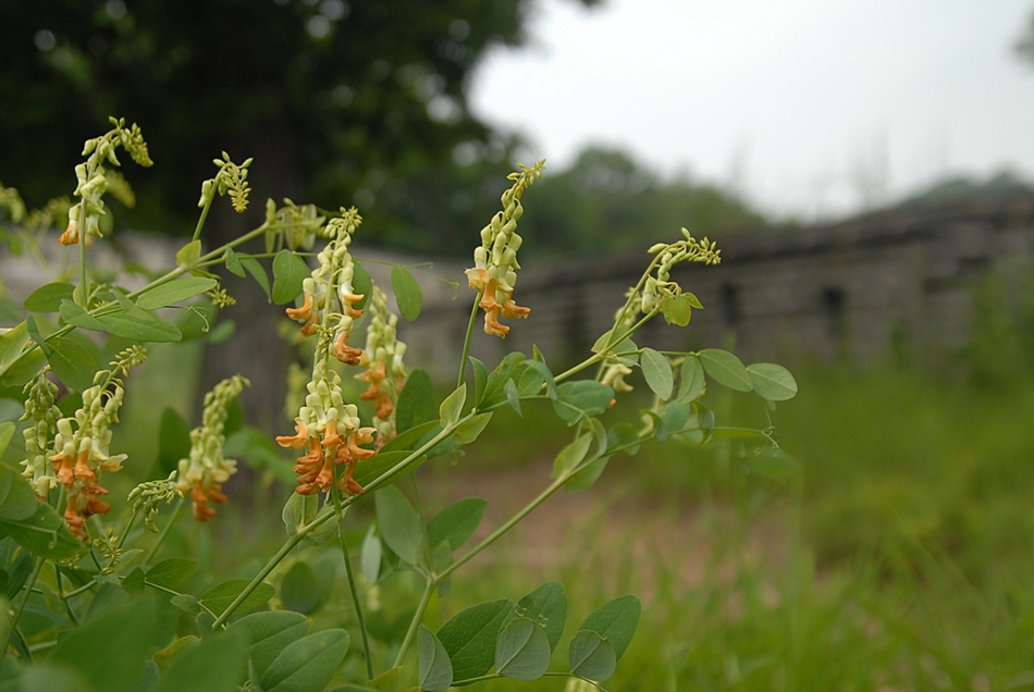 Lathyrus davidii2.JPG