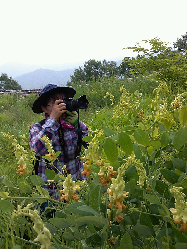 Lathyrus davidii3.JPG