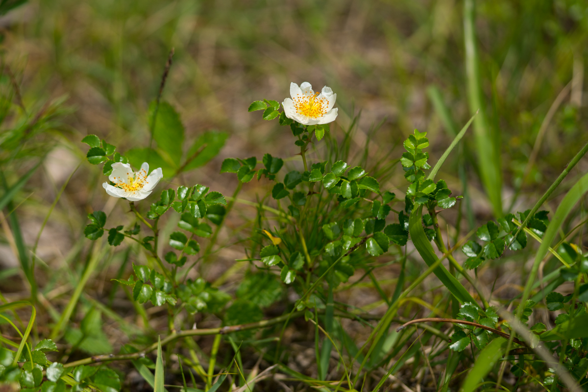 DSC01646.jpg