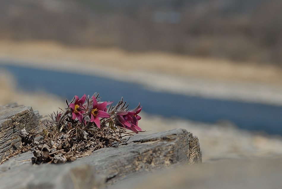 Pulsatilla tongkangensis6.JPG