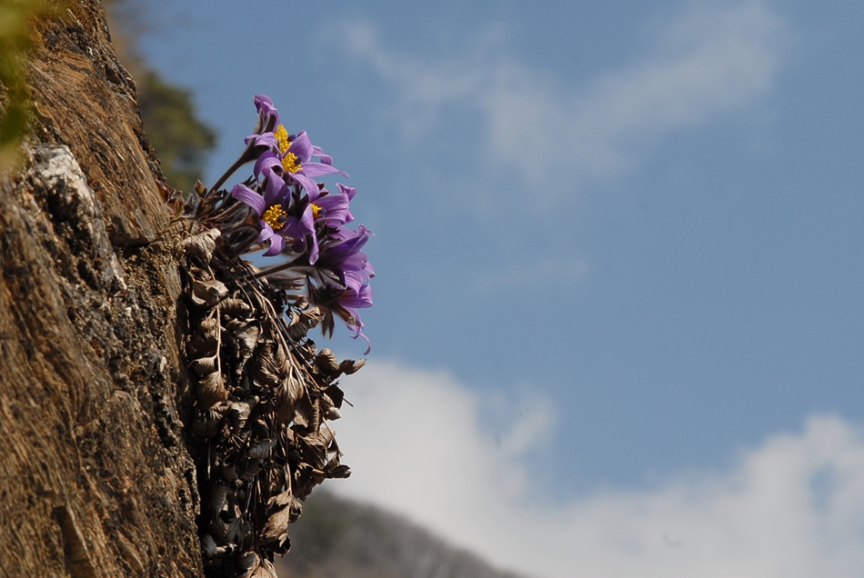 Pulsatilla tongkangensis5.JPG