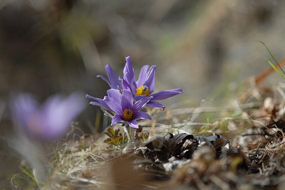 Pulsatilla tongkangensis7.JPG