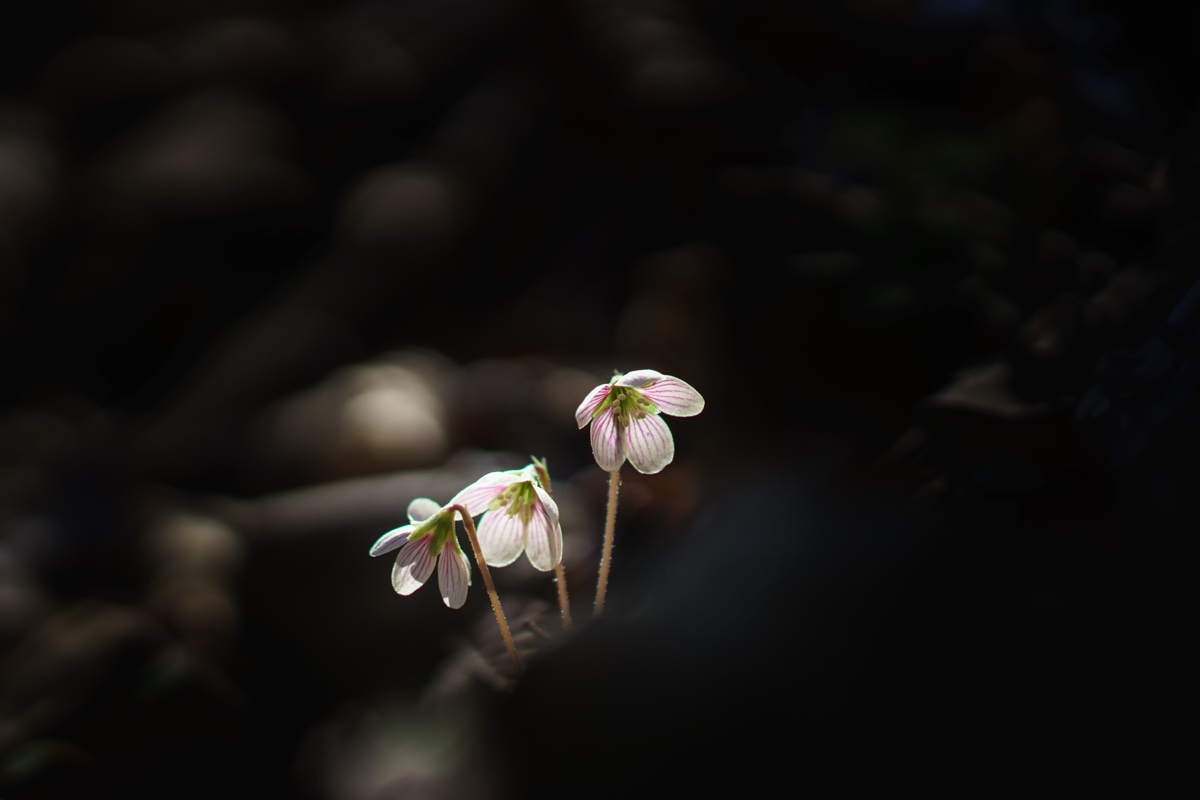 DSC05094.jpg