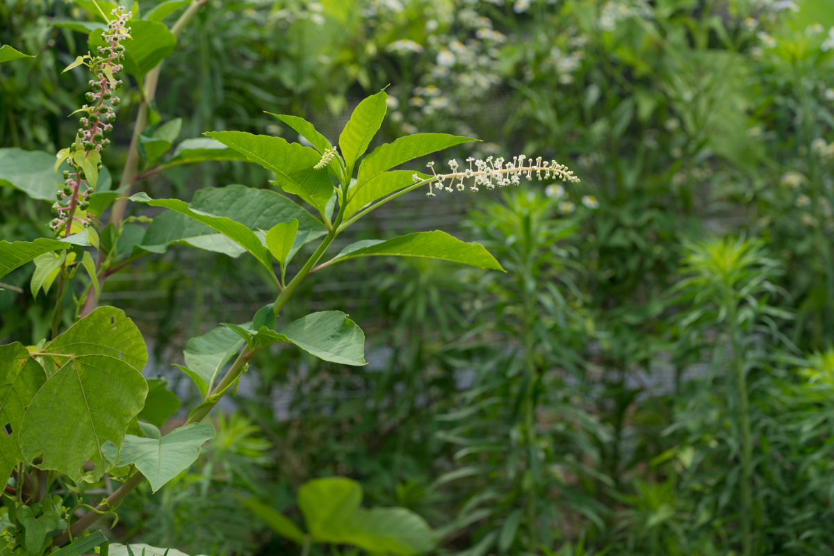 DSC01665.jpg