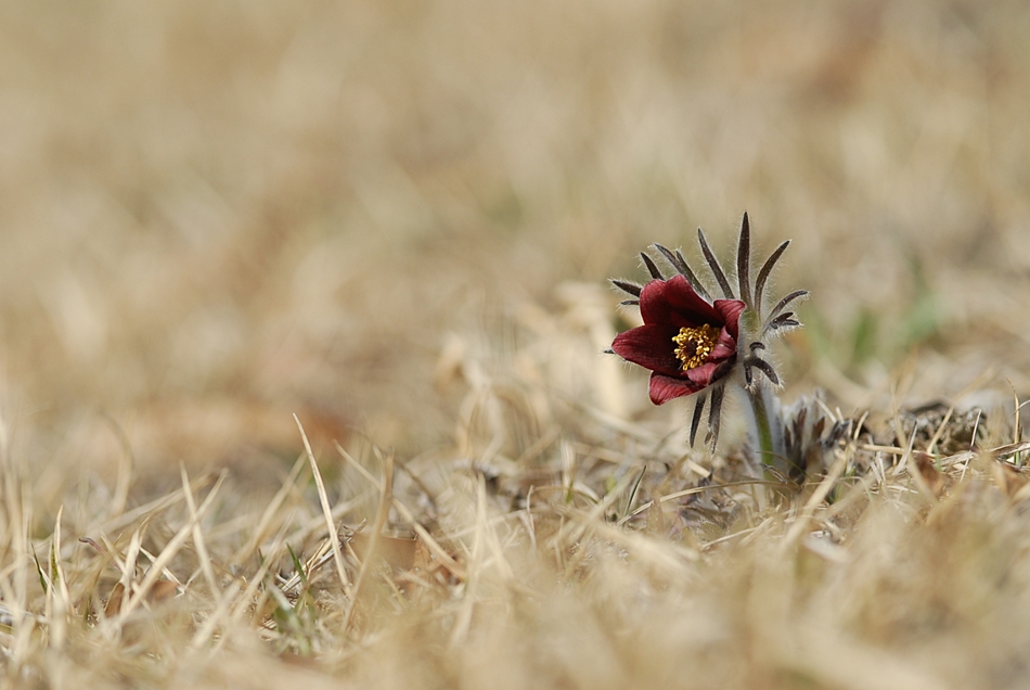 Pulsatilla koreana2.JPG