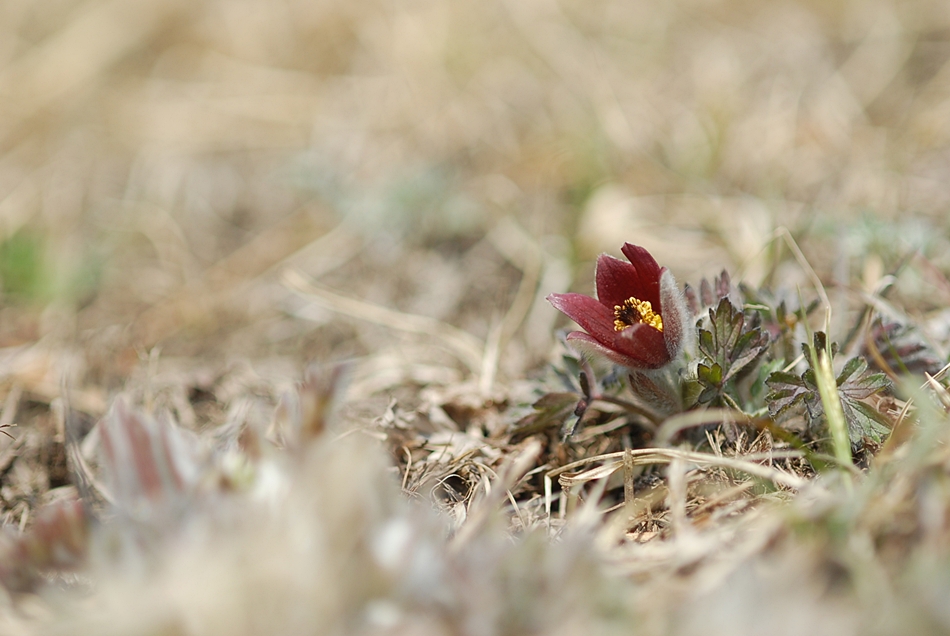 Pulsatilla koreana1.JPG