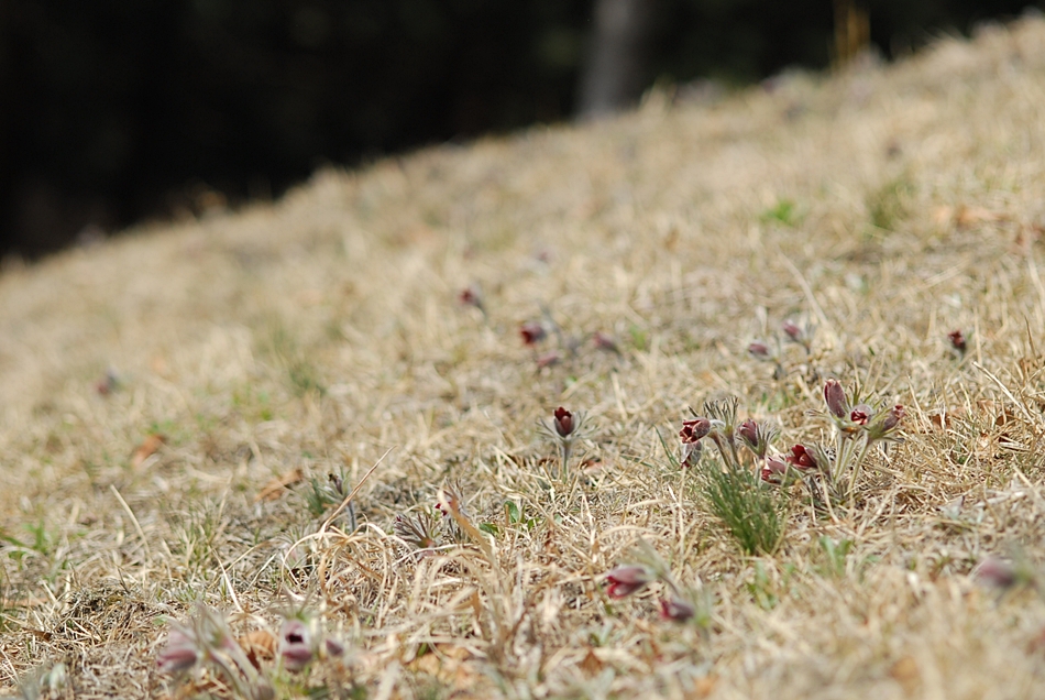Pulsatilla koreana3.JPG