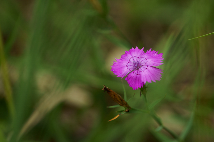 DSC06554.jpg