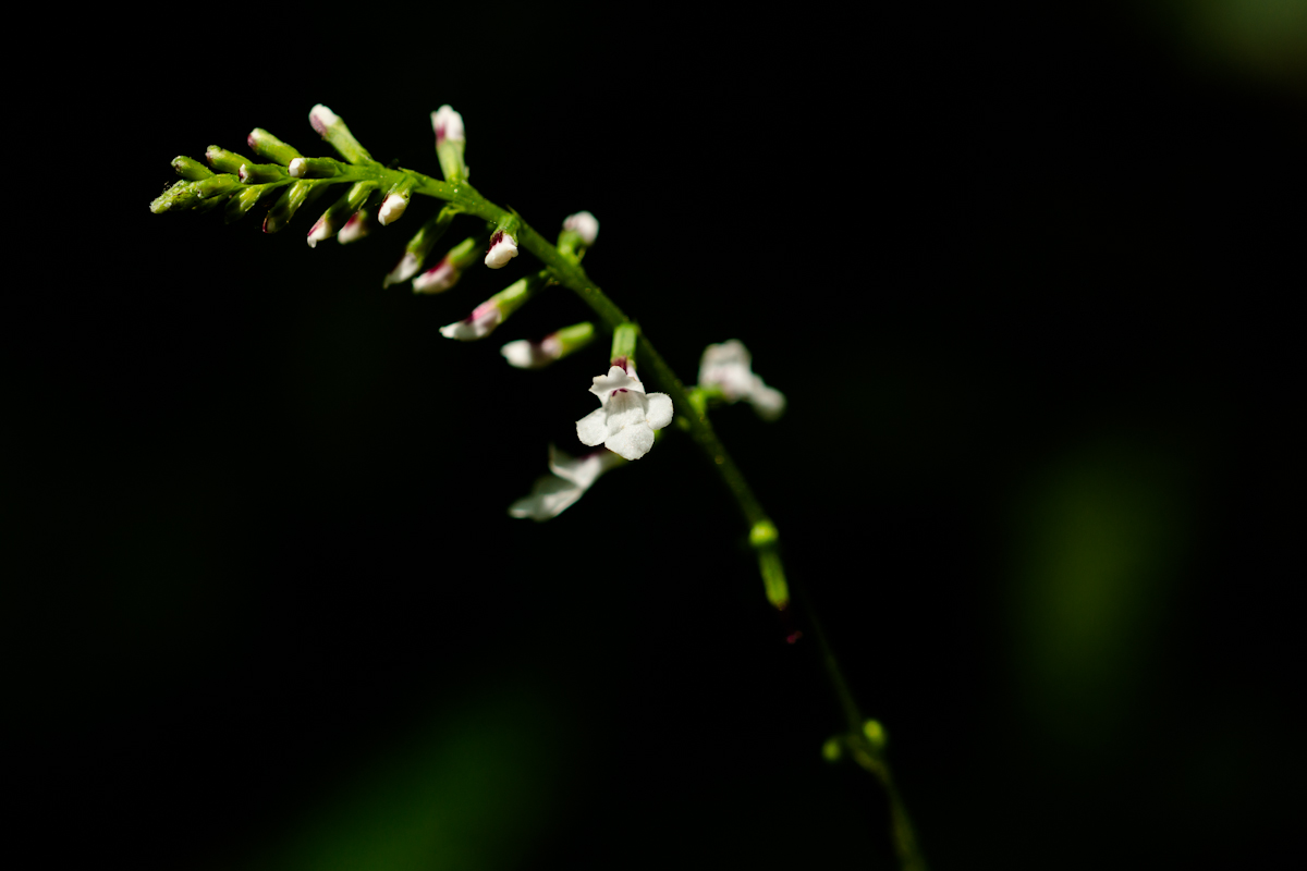 DSC00362.jpg