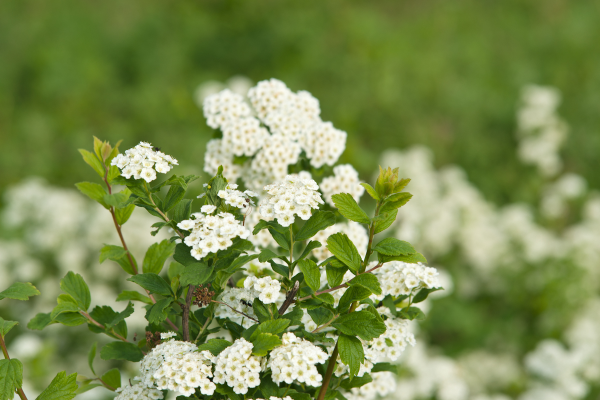 DSC07934.jpg