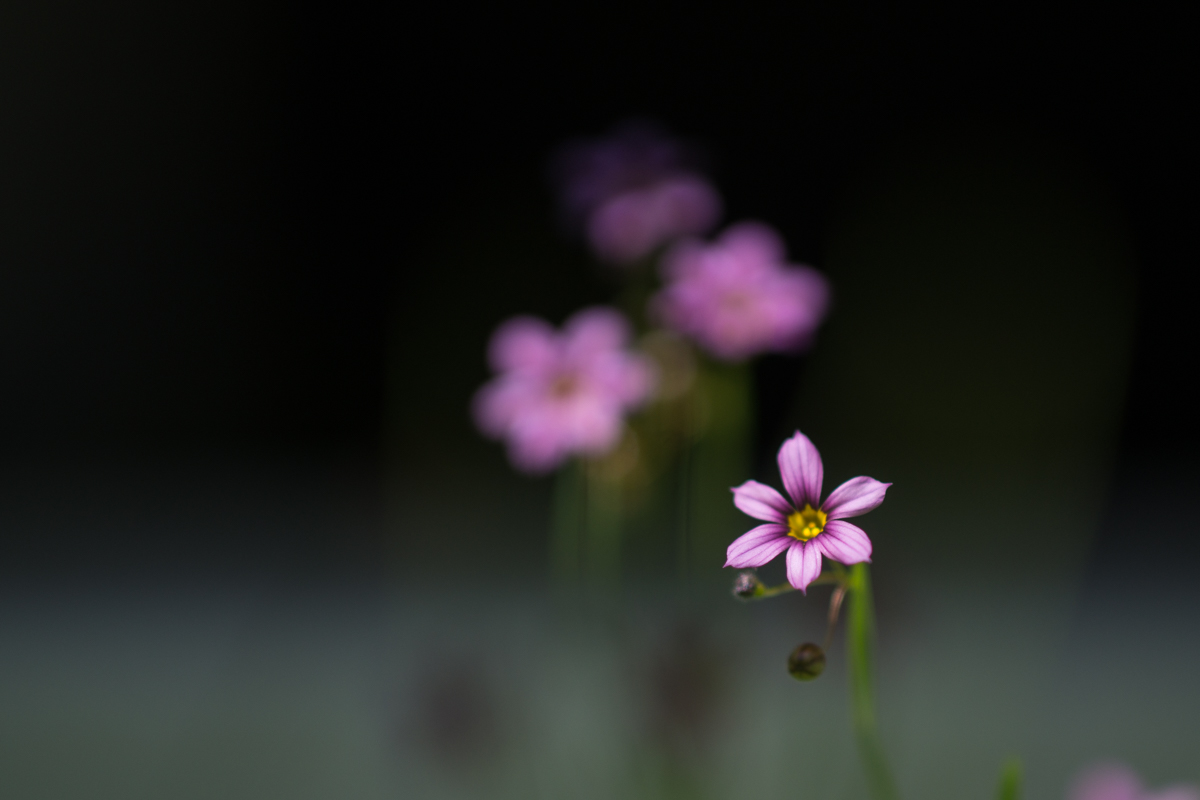 DSC00104.jpg