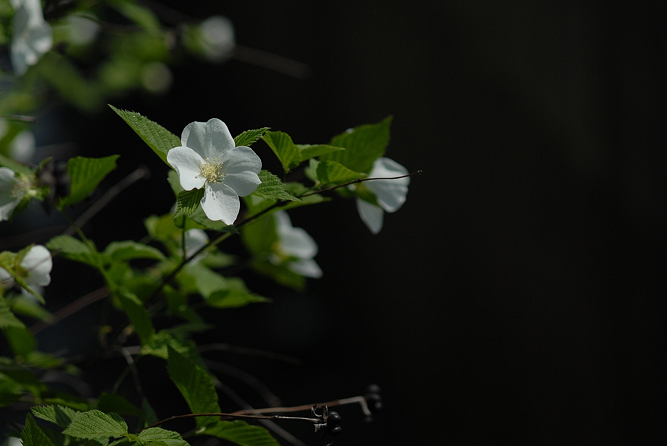 DSC_0249.JPG