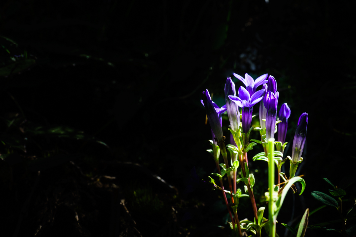 DSC02259.jpg